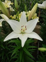 [5068 Bright Diamondo No02.JPG]